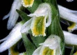 images (2)